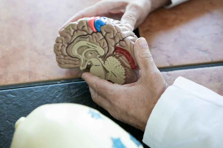 Neuro - doctor holding brain figure